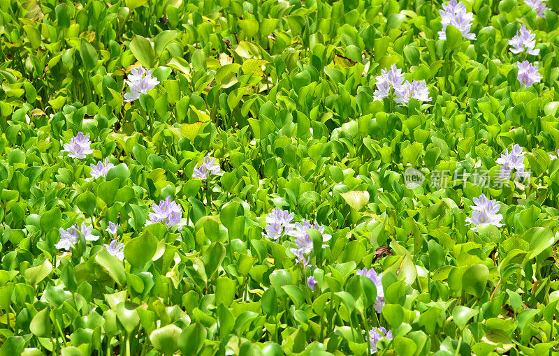 常见的水葫芦-一种入侵物种- Badagry creek - Awhanjigoh，拉各斯州，尼日利亚